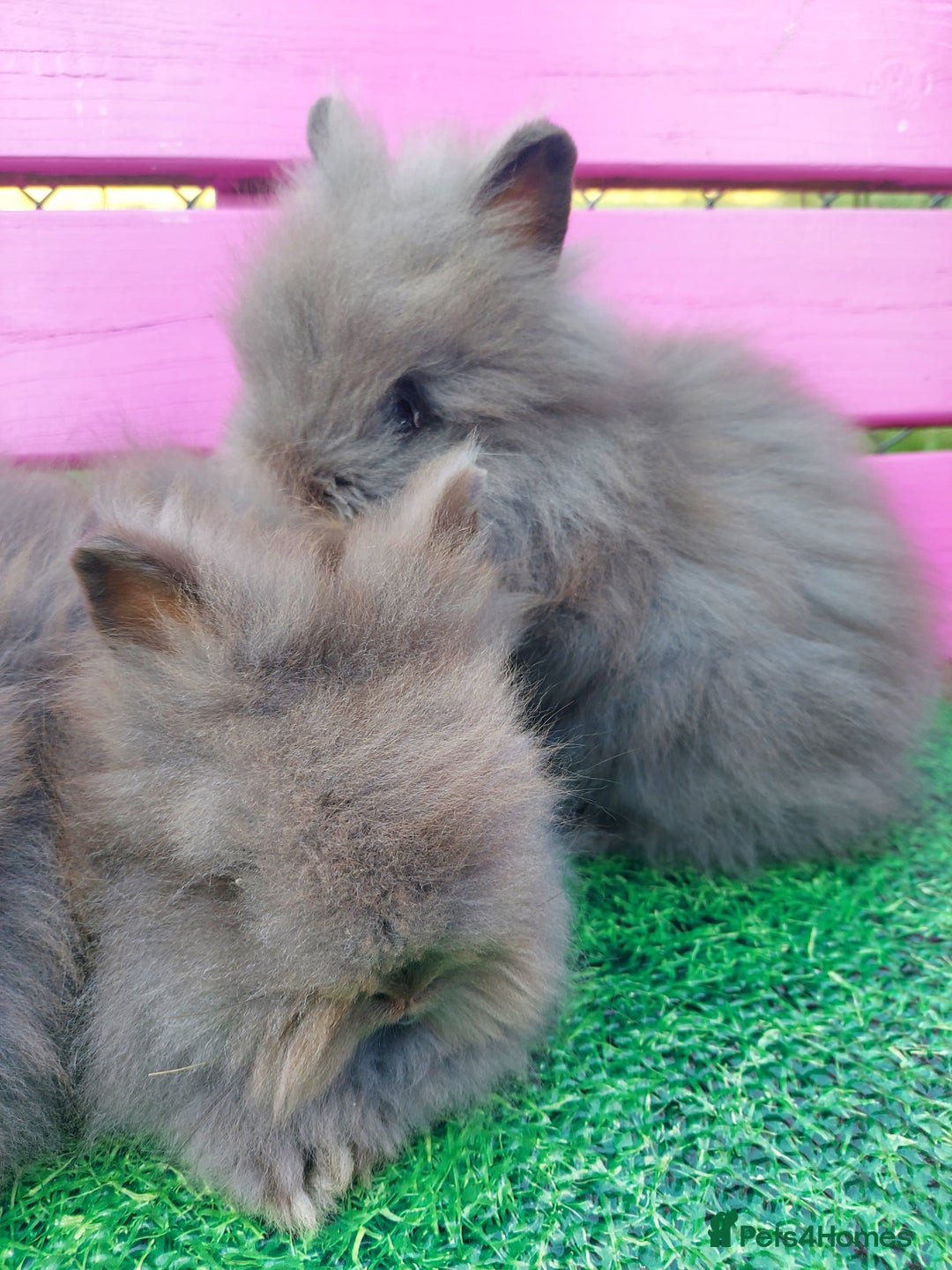 Lionhead rabbits for sale: Absolutely Gorgeous Chocolate DM Lionhead Babies - Image 1
