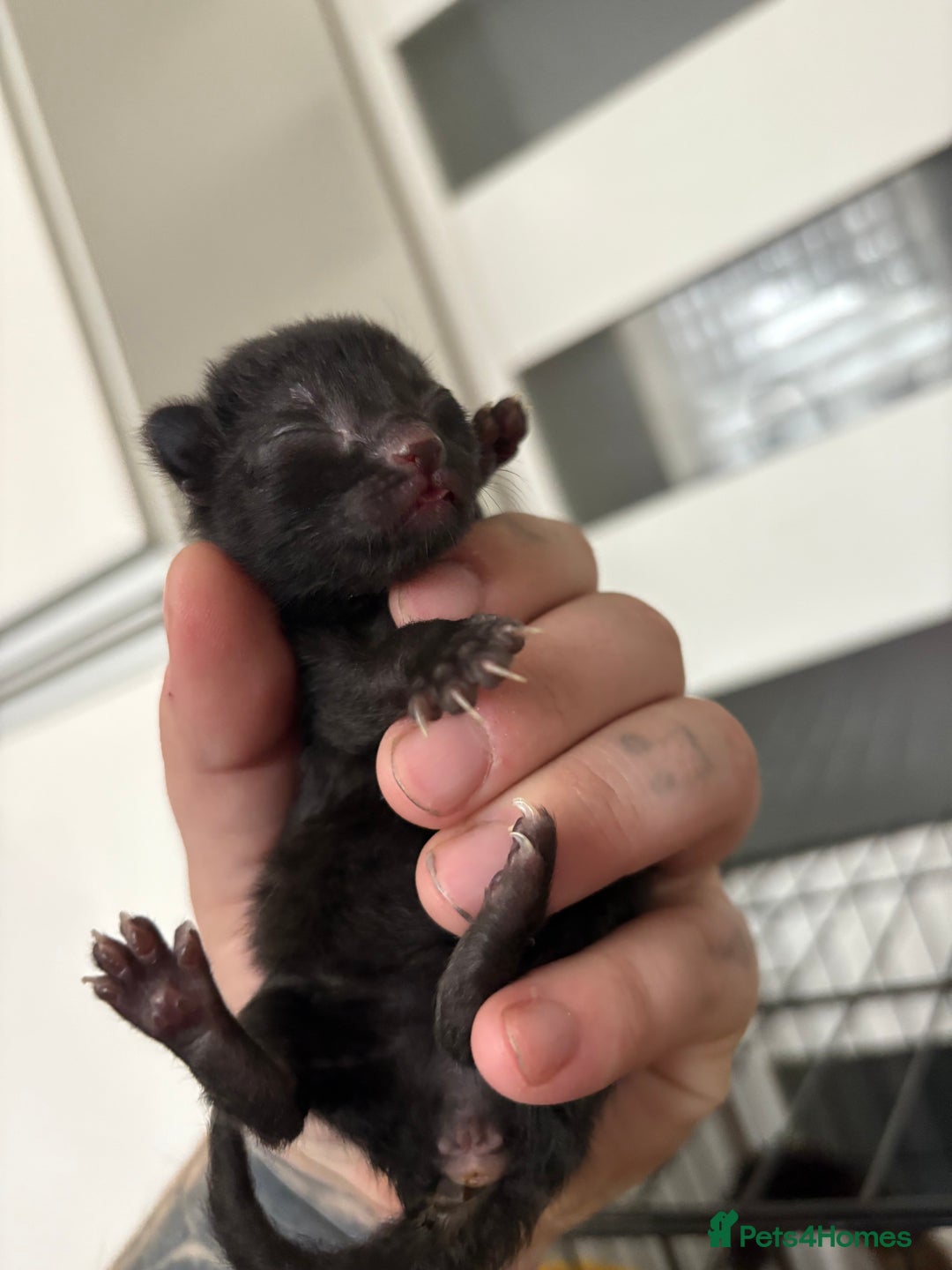 Mixed Breed cats for sale: Two black girl kittens  - Image 3