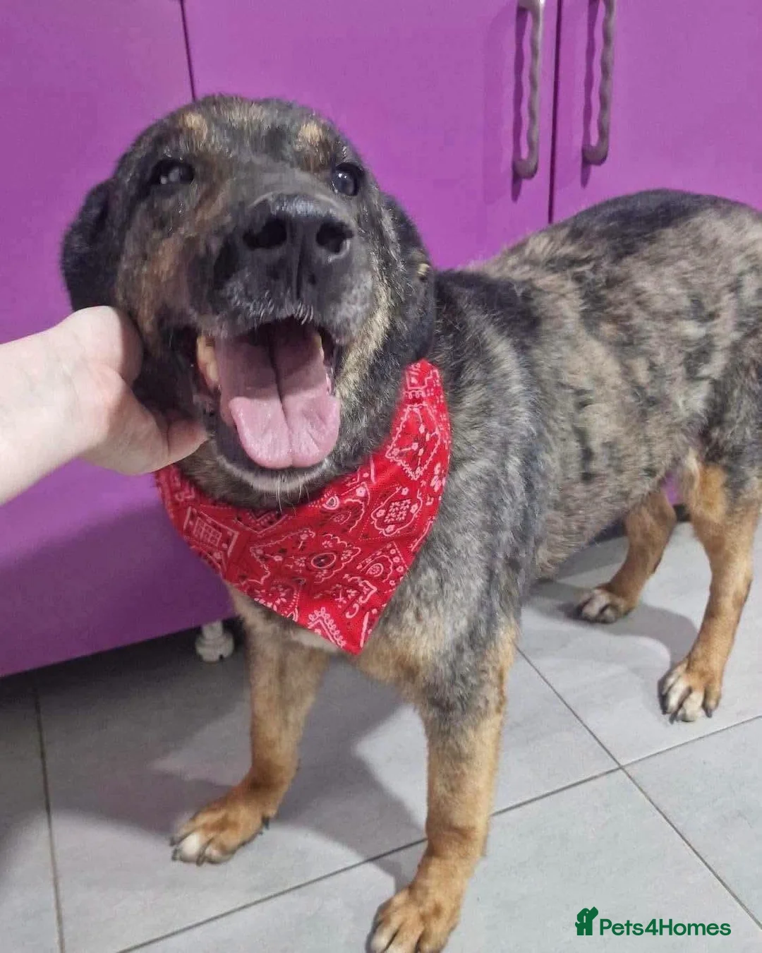 Mixed Breed dogs for adoption: Big Baron 🚨URGENT PLEASE HELP🚨 in Cupar - Advert 4