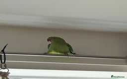 Ringnecks birds for sale: Green ringneck parrot - Advert 7