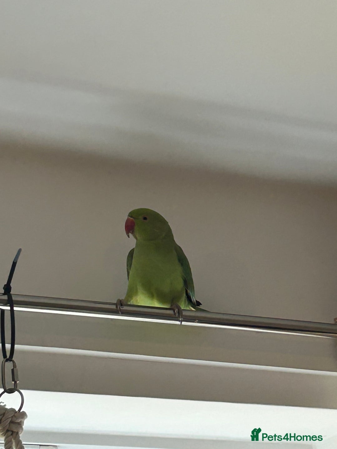 Ringnecks birds for sale: Green ringneck parrot - Advert 7