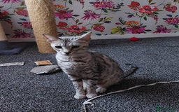 Savannah cats for sale: Playful Savannah F5 Mix Kittens for Loving Homes - Image 8