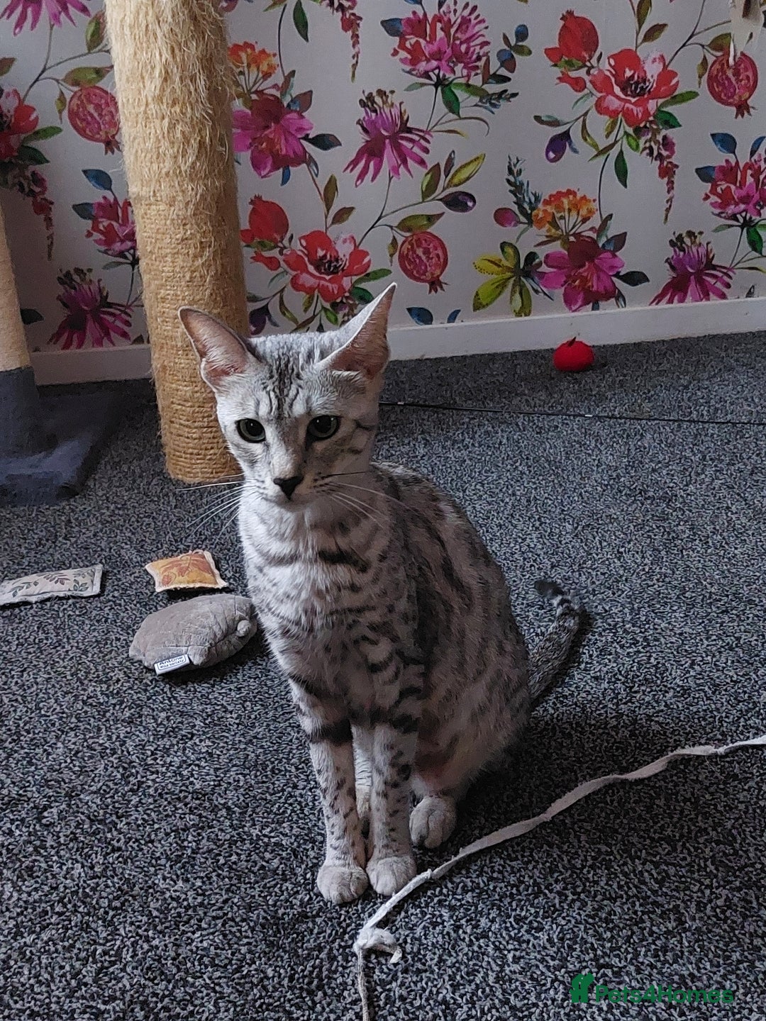 Savannah cats for sale: Playful Savannah F5 Mix Kittens for Loving Homes - Image 8