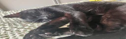 Mixed Breed cats for sale: Donnie - Advert 1