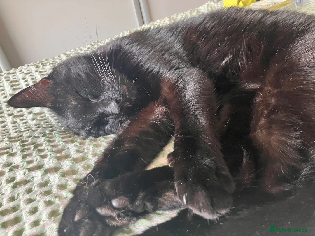 Mixed Breed cats for sale: Donnie - Advert 1