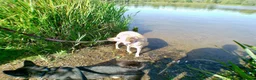 Mixed Breed dogs for adoption: Ivy - Norwich Norfolk  in Norwich - Advert 14