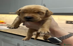 Labrador Retriever dogs for sale: 10 Beautiful Fox Red Labrador Puppies - Image 12