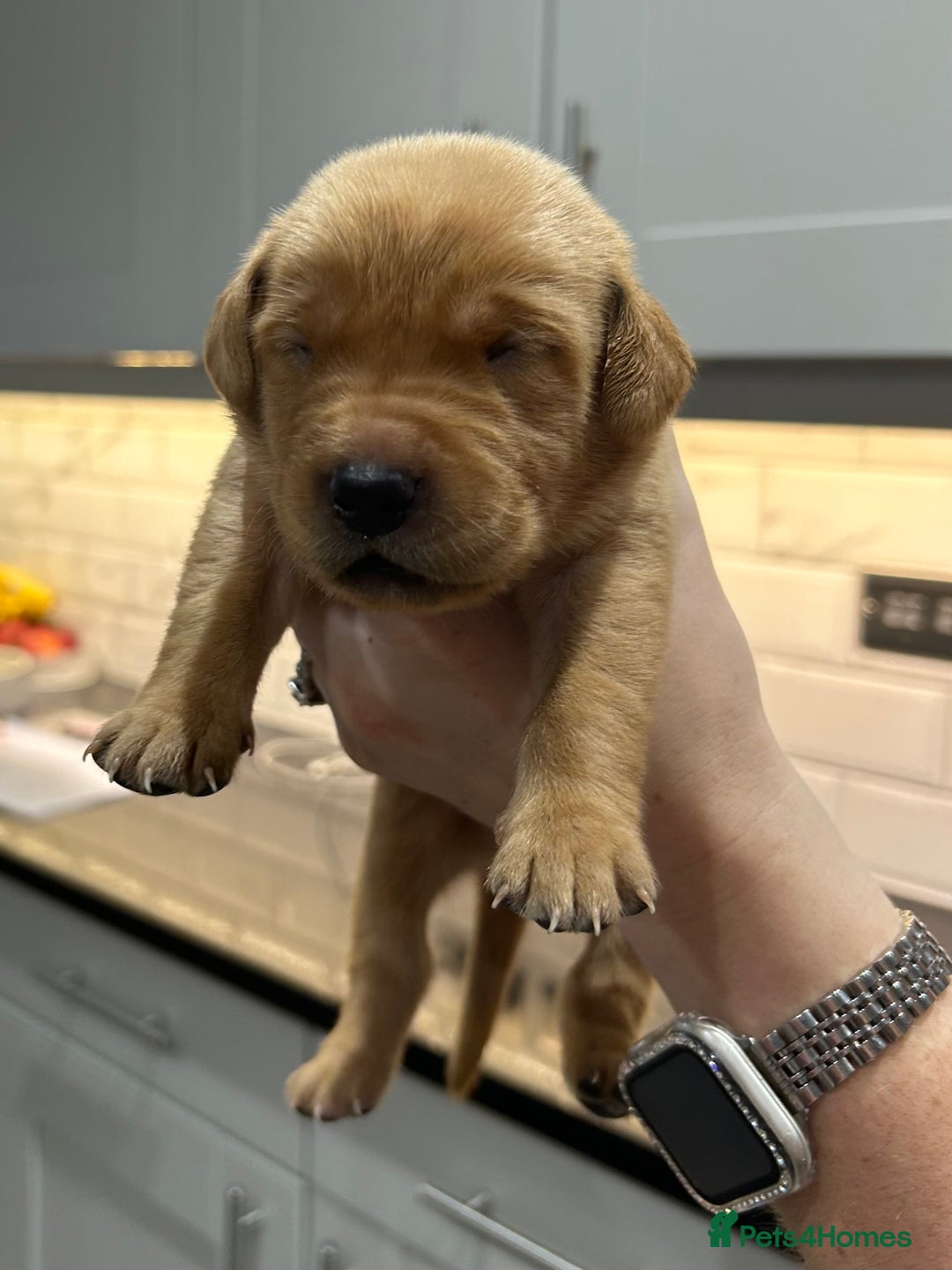 Labrador Retriever dogs for sale: 10 Beautiful Fox Red Labrador Puppies - Image 12