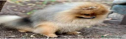Pomeranian dogs for sale: Kc reg teddy pom  - Advert 6