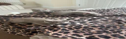 British Shorthair cats for sale: Last 3 BSH kittens available of a litter of 5  - Advert 10