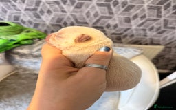 Chihuahua dogs for sale: 🩷Chihuahua puppies Thai genes🩷 - Image 18