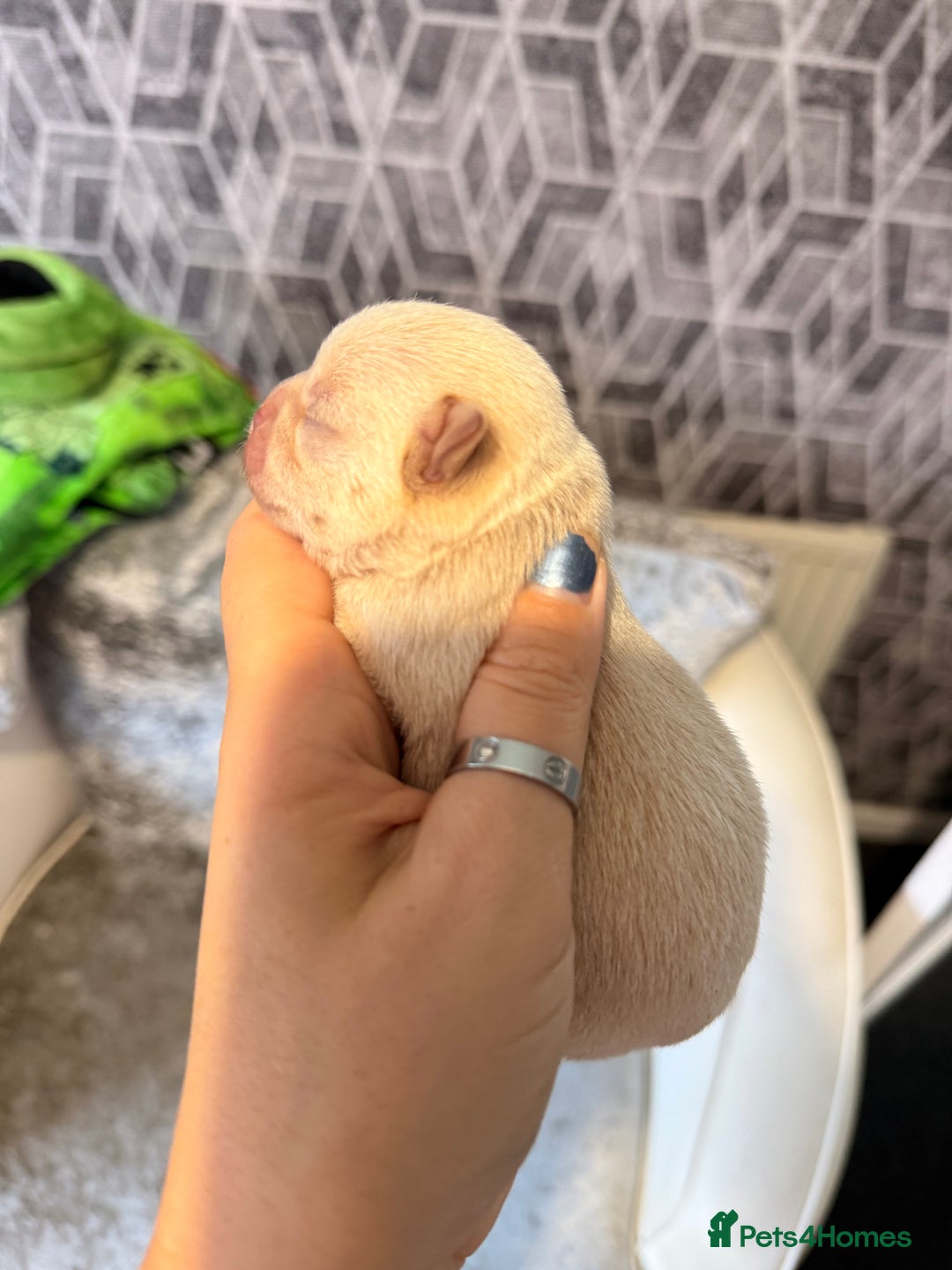 Chihuahua dogs for sale: 🩷Chihuahua puppies Thai genes🩷 - Image 18