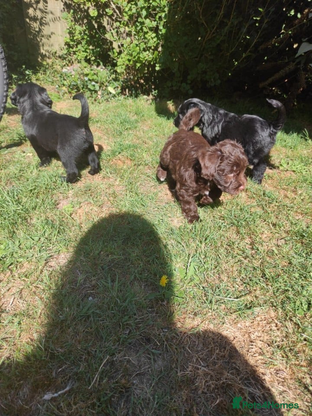 Mixed Breed dogs for sale: Very rare Black Cockerpoo and Chocolate puppies - Image 18