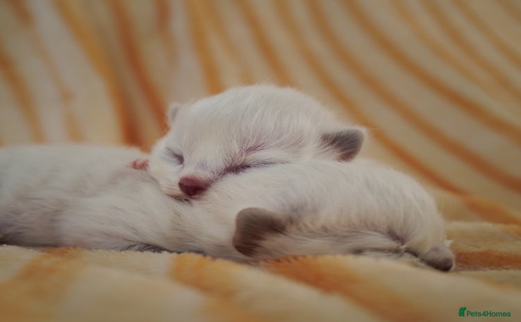 Ragdoll cats - Advert 11