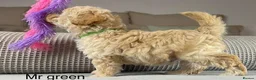 Maltipoo dogs for sale: BEAUTIFUL MALTIPOOS FROM DNA TESTED CLEAR PARENTS  - Advert 39