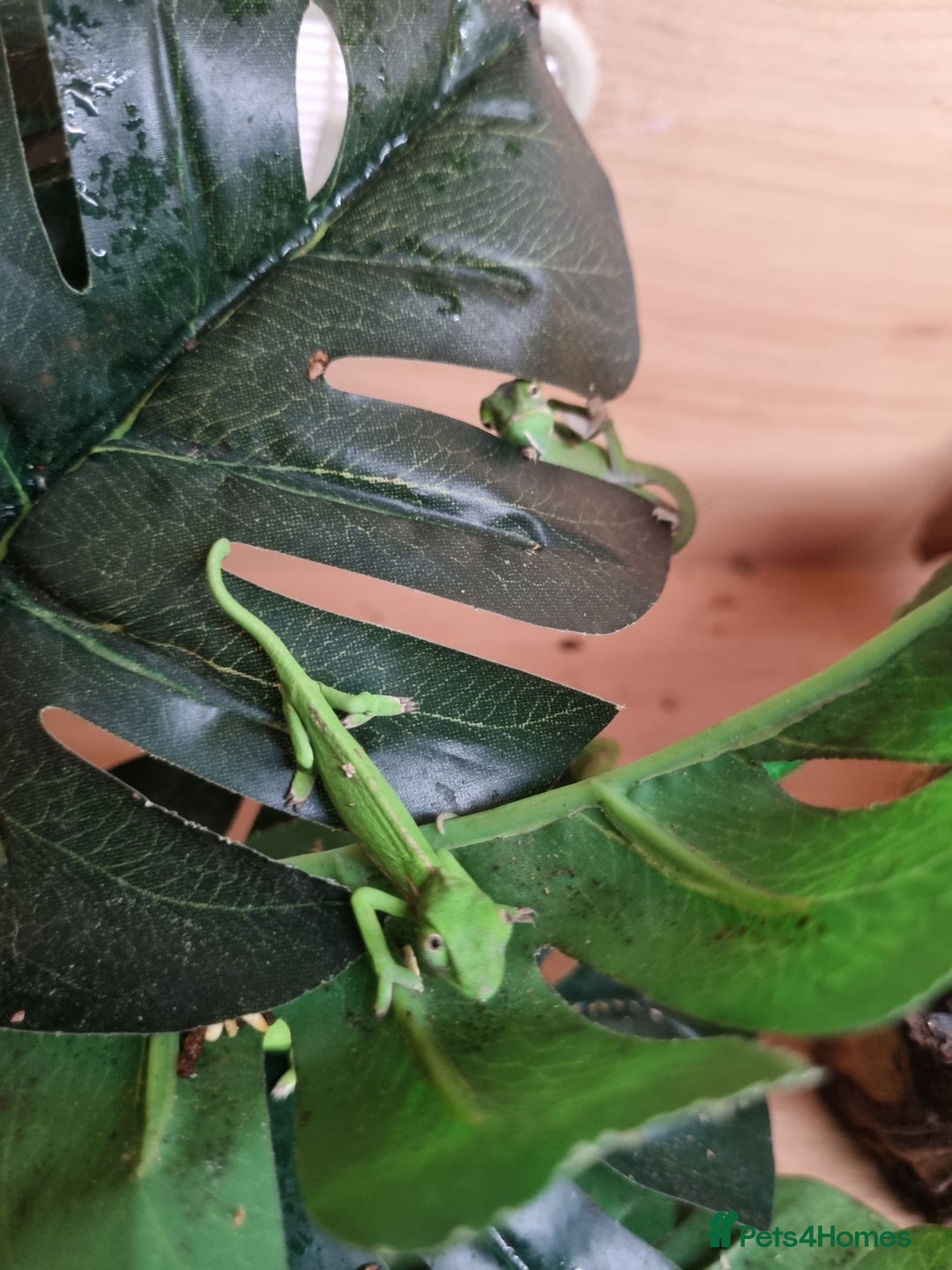 Chameleon reptiles for sale: CHAMELEONS  - Advert 4