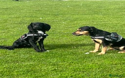 Mixed Breed dogs for sale: Black male springadore  - Image 4