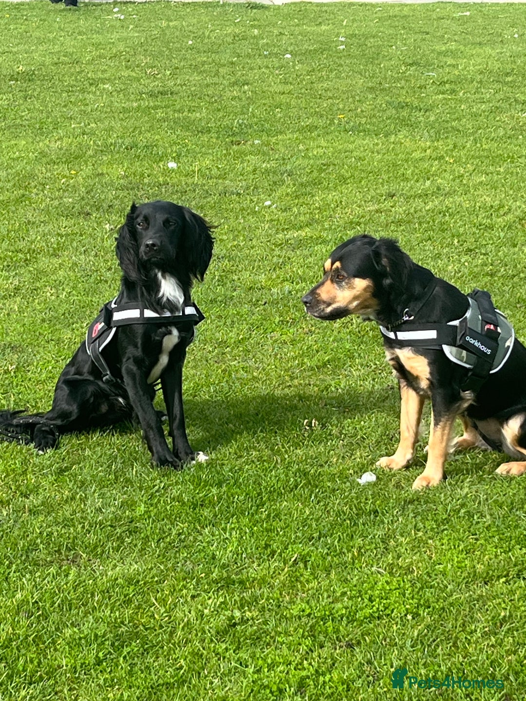 Mixed Breed dogs for sale: Black male springadore  - Image 4