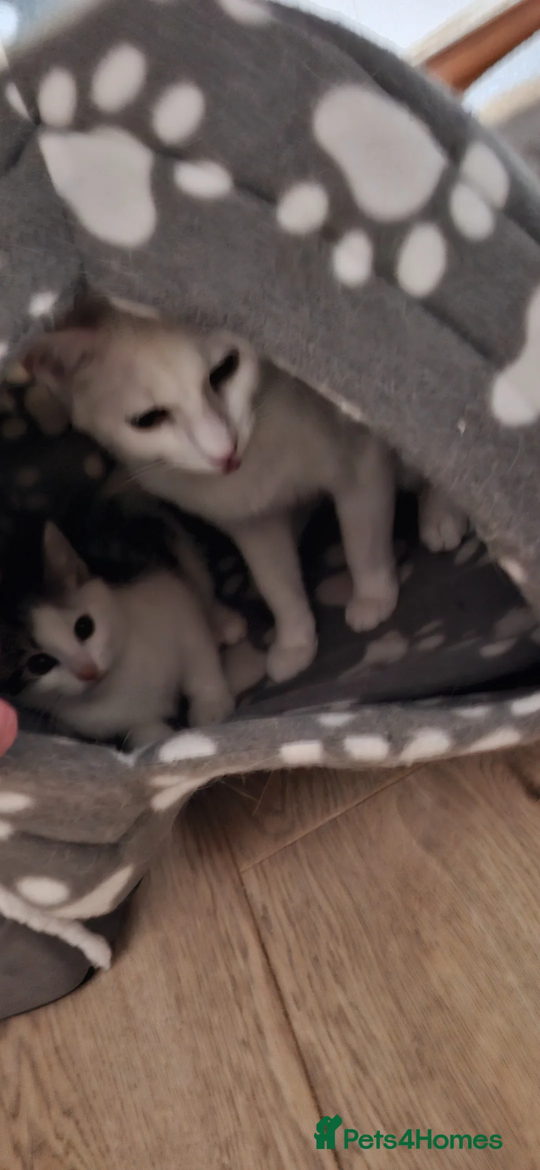 Mixed Breed cats for sale: Turkush angra cross male - Advert 1