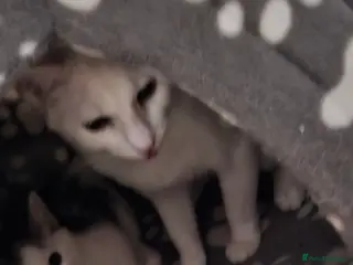 Mixed Breed cats Turkush angra cross male - Advert 1