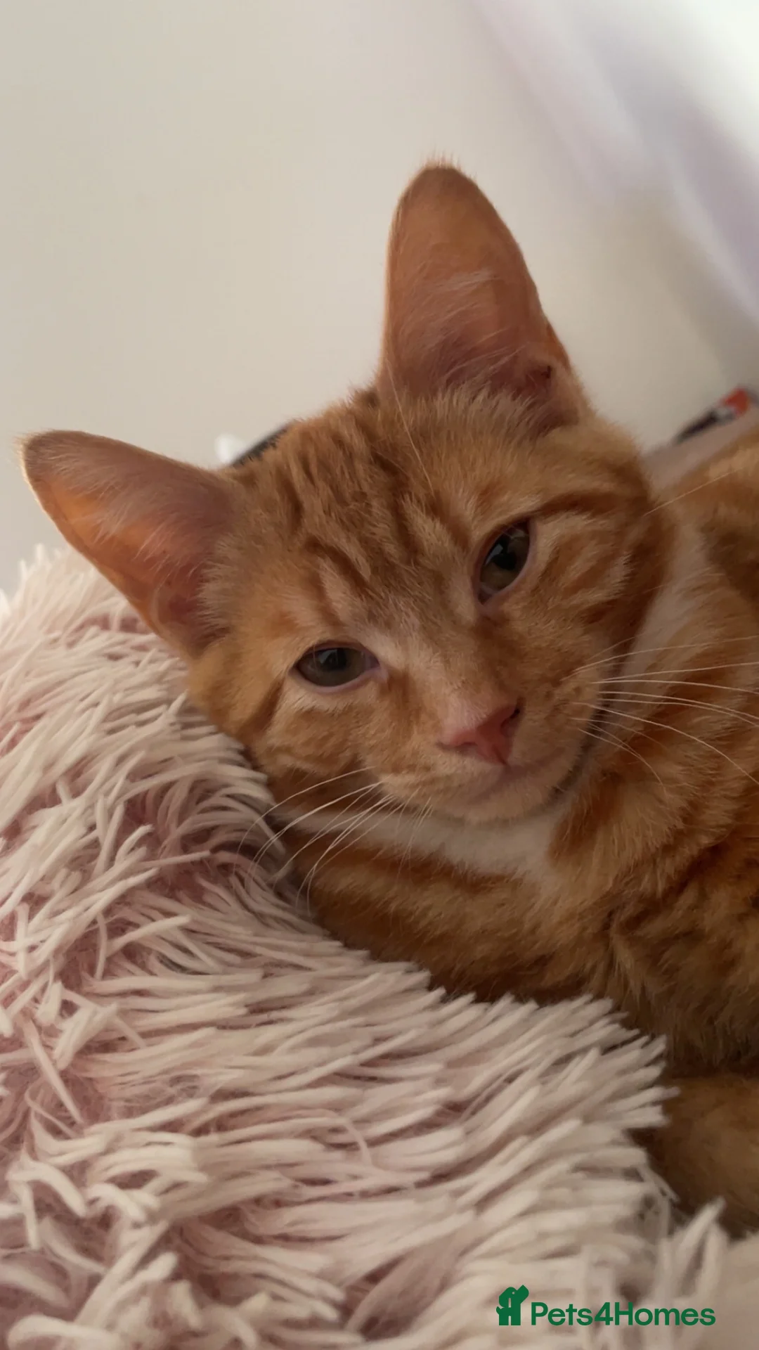 Mixed Breed cats for sale: Kitten - Advert 2