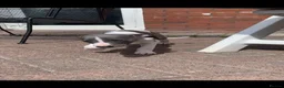 Whippet dogs for sale: Blue Kennel Club Registered Whippet pups - Advert 10