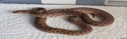 Mixed Breed reptiles for sale: Various royals and other snakes - Advert 7