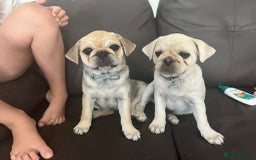 Pug dogs for sale: 2 male pup puppies  - Image 4