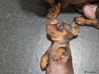 Miniature Dachshund dogs Miniature dachshund - Advert 17