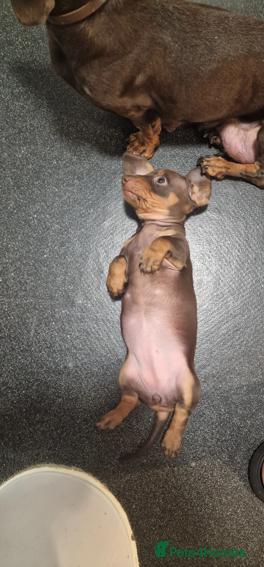 Miniature Dachshund dogs for sale: Miniature dachshund - Advert 2