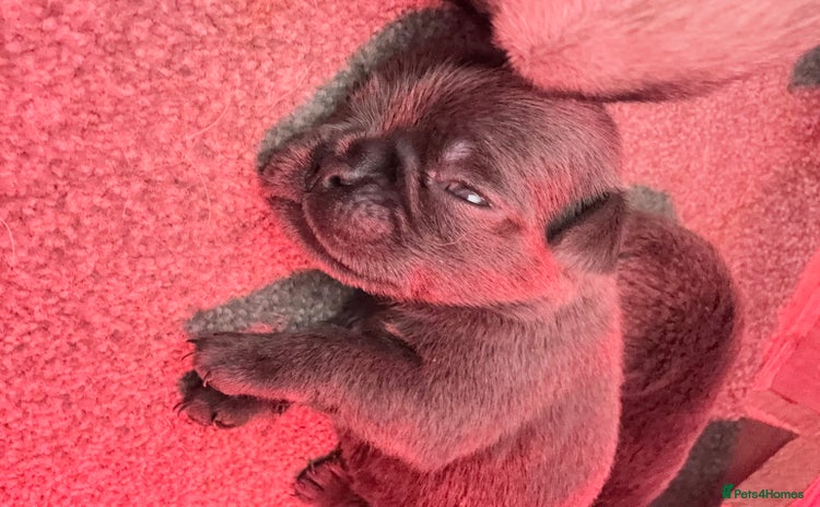 Pug dogs - Advert 11