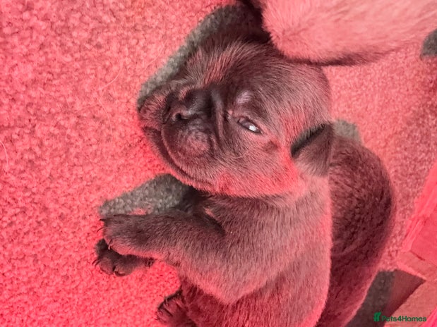 Pug dogs - Advert 11