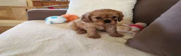 Cavalier King Charles Spaniel dogs for sale: Kc Beautiful puppies for sale. - Advert 3