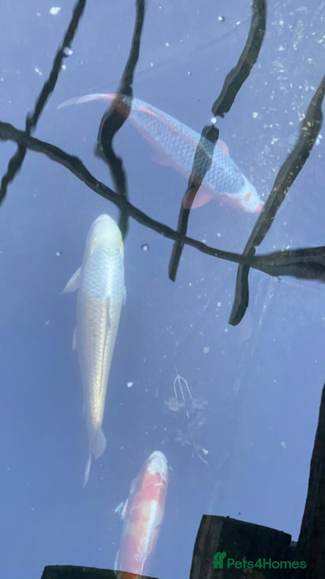 Koi Carp fish for sale: Several equisite koi for sale - Advert 2