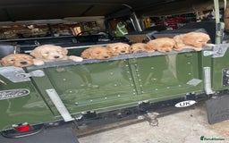 Goldendoodle dogs for sale: Golden doodle puppies ready 12th September  - Image 28