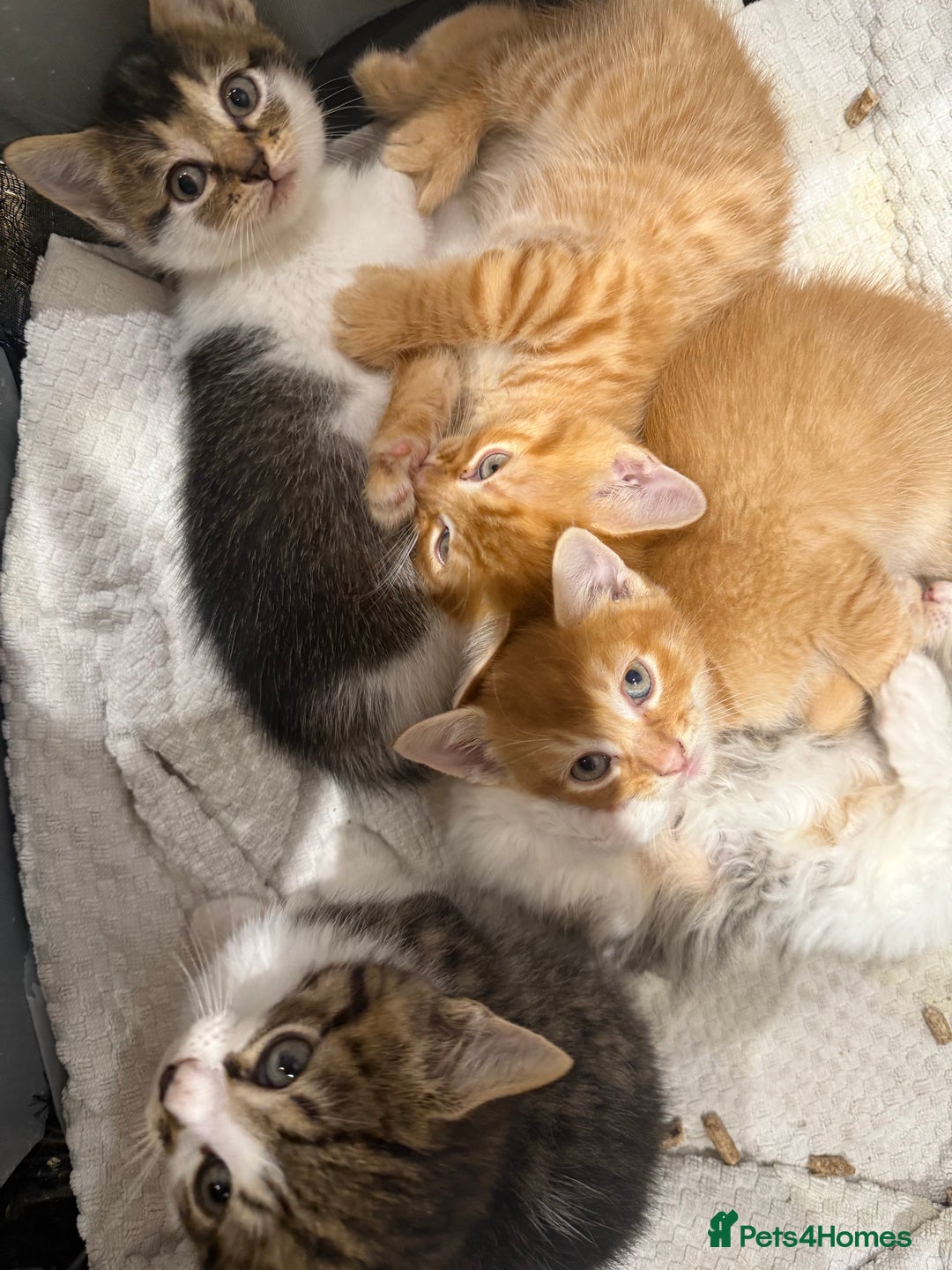 Mixed Breed cats for sale: Cute kitten  - Advert 3