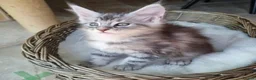 Maine Coon cats for adoption: beautiful, playful Maine coon kittens - Advert 3