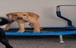 Labrador Retriever dogs for sale: Honey in Southampton - Image 3