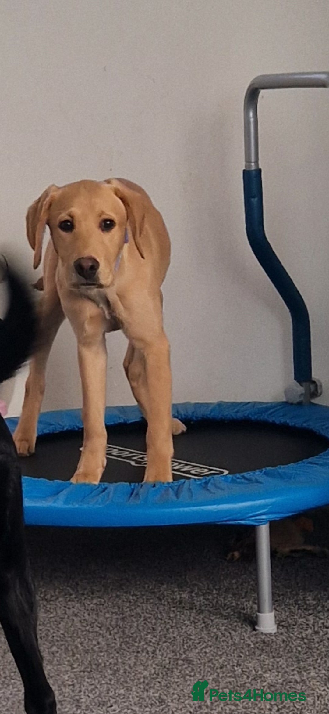 Labrador Retriever dogs for sale: Honey in Southampton - Image 3