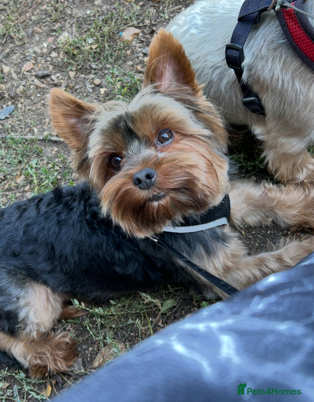 Yorkshire Terrier dogs for stud: For stud only Yorkshire Terrier  - Image 6