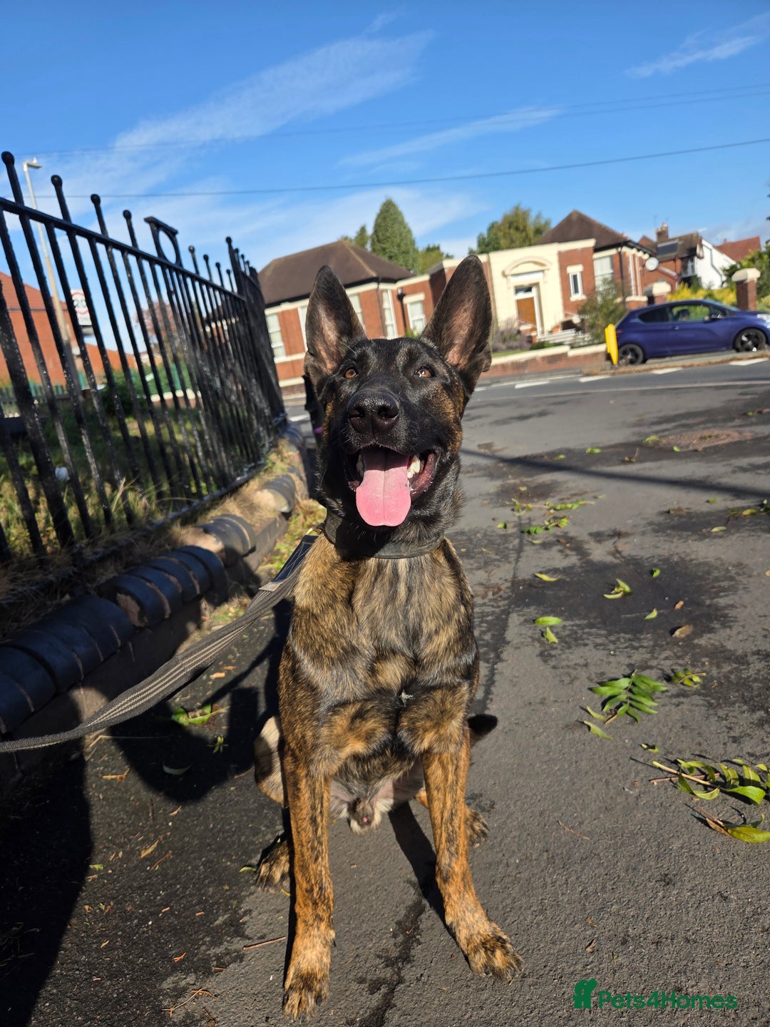Belgian Shepherd Dog dogs for sale: Dutch Herder - Image 2