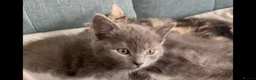 British Shorthair cats for sale: 1 Adorable little guy left - Advert 6