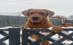 Labrador Retriever dogs for stud: Dark Fox Red Labrador For Stud in Leeds - Image 14