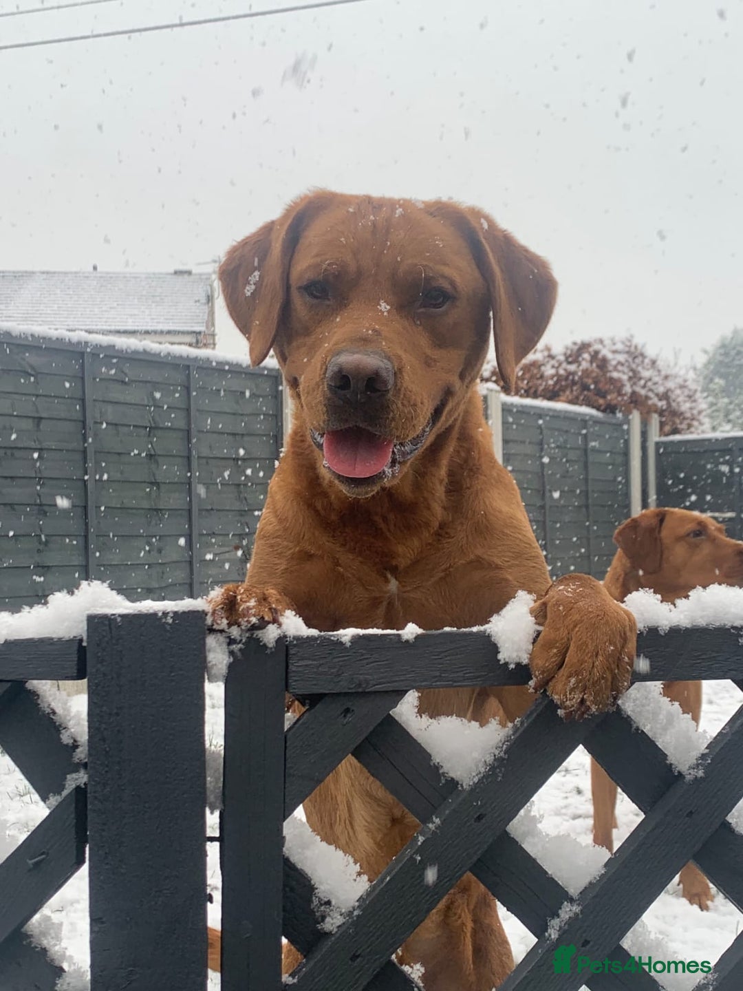 Labrador Retriever dogs for stud: Dark Fox Red Labrador For Stud in Leeds - Image 14