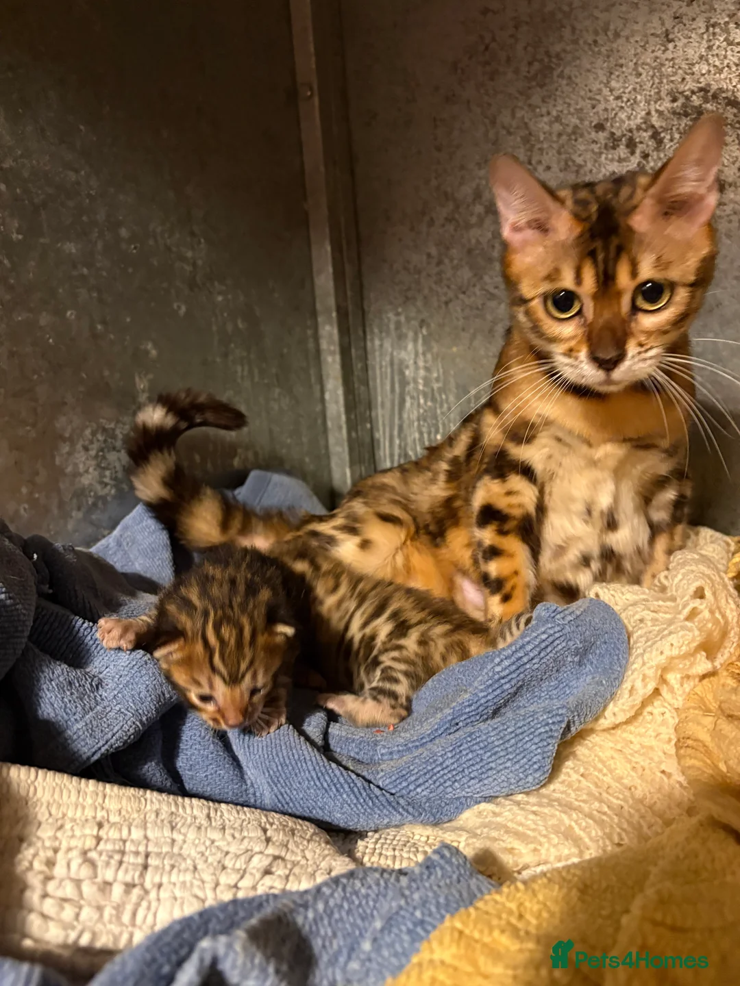 Bengal cats for sale: Brown rossetted bengal kittens - Advert 4
