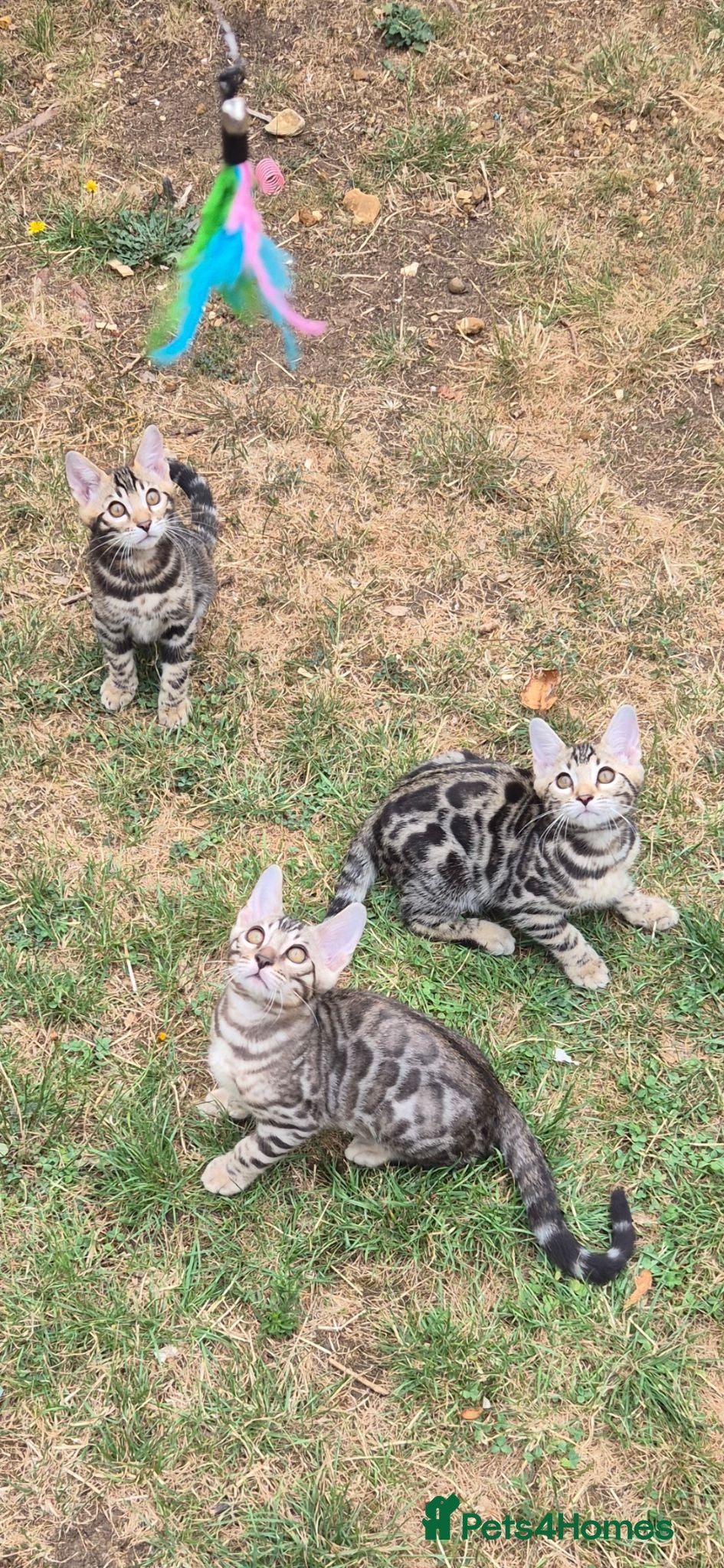 Bengal cats for sale: TICA Registered Bengal Kittens – Ready to Reserve - Advert 1