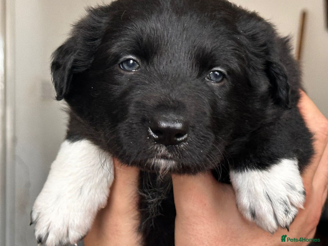 Border Collie dogs for sale: Border Collie 3/4 Kelpie 1/4 puppies - Image 2