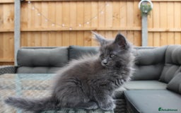 Maine Coon cats for sale: TICA registered, Blue Solid Maine Coon kittens - Image 17