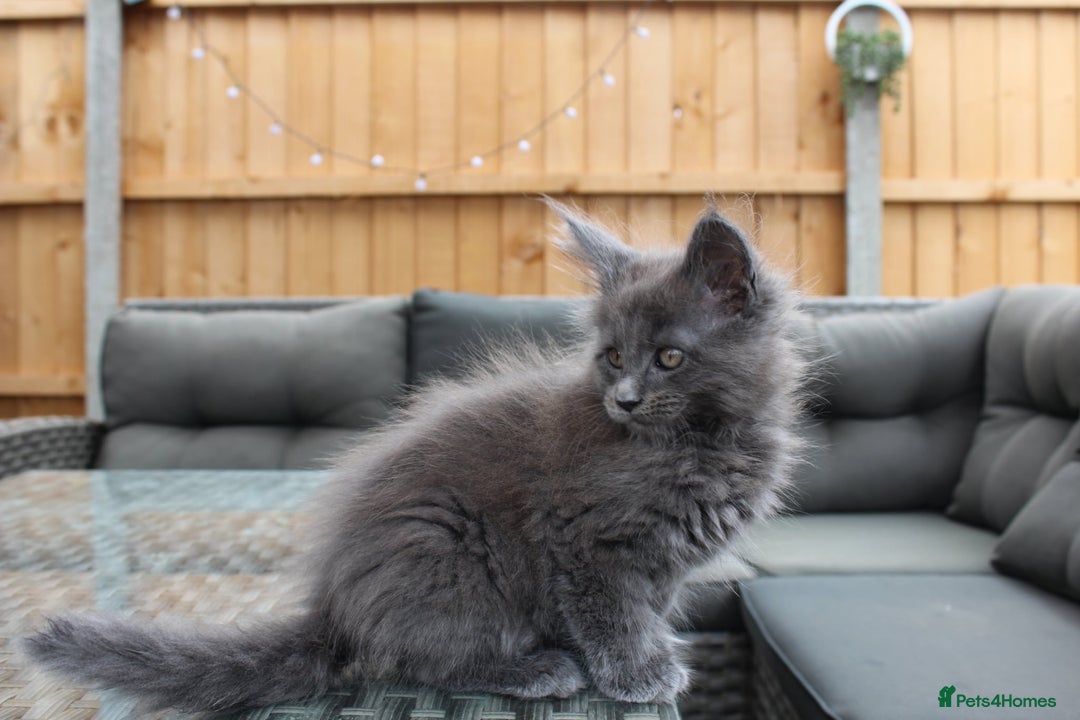 Maine Coon cats for sale: TICA registered, Blue Solid Maine Coon kittens - Image 17