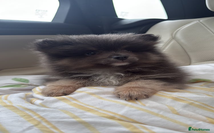 Pomeranian dogs - Advert 2